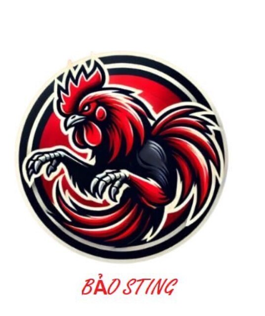 avatar BẢO STING
