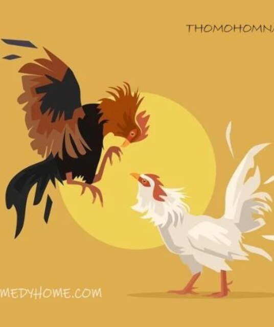 avatar Thomohomnay ĐÁ GÀ TRỰC TIẾP THOMO HÔM NAY